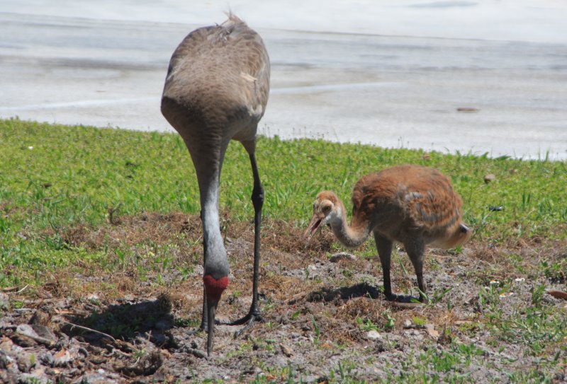 Sandhill Cranes