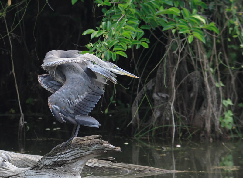 Twisted Great Blue