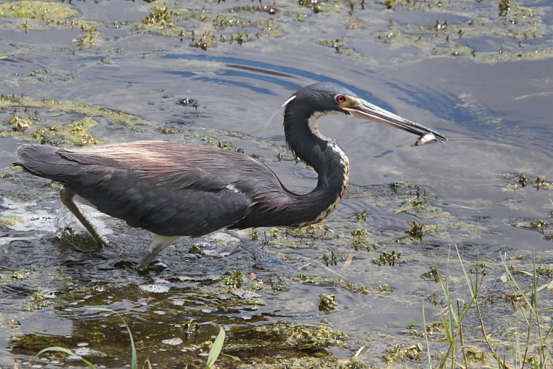 Tricolored Heron with Catch