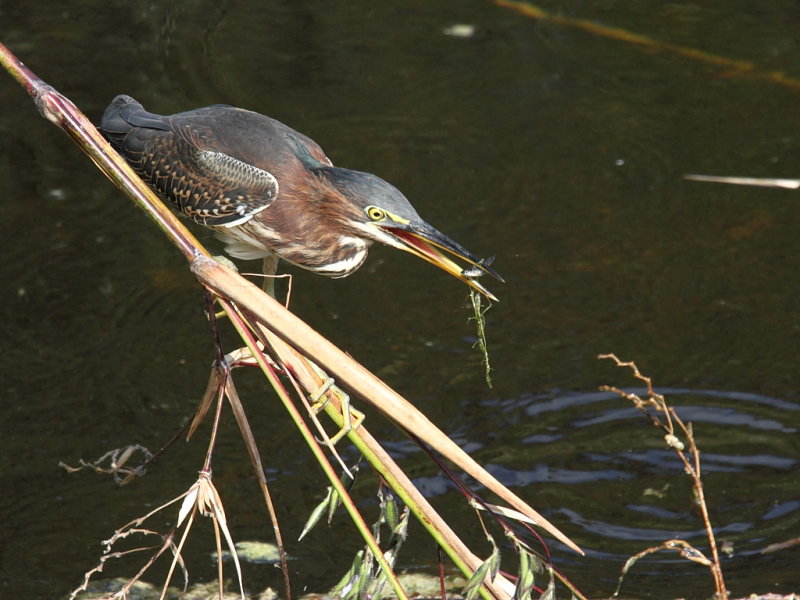 Little Green Heron with Lunch