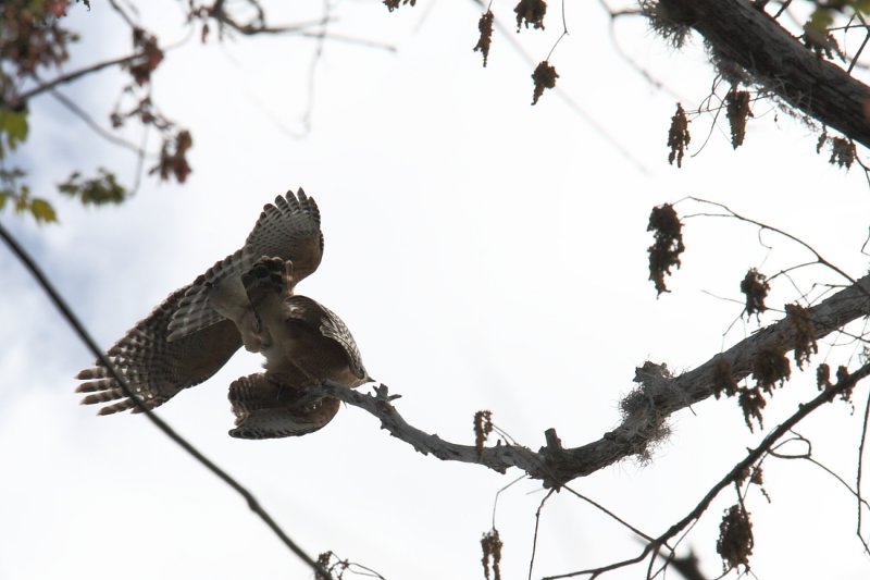 Pair of Red Shoulder Hawks Mating