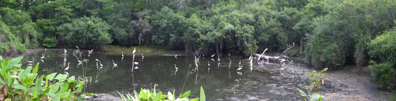 Six Mile Slough-Ft Myers