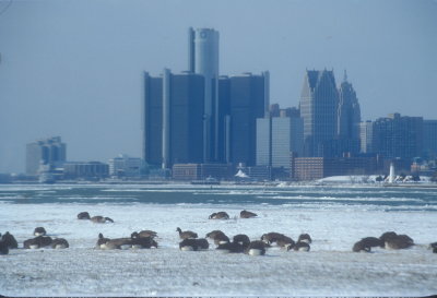 DetroitBirds-2.jpg