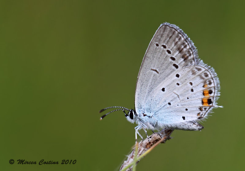  Short-tailed Blue, Azur du trfle (Everes argiades)