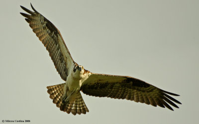 The Osprey - Pandion haliaetus.jpg