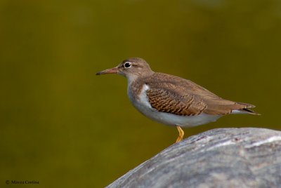 Spotted Sandpiper (Actitis macularia)