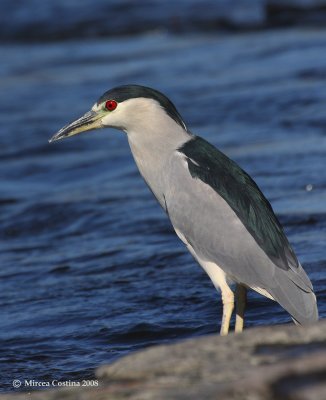 Night Heron (Nycticorax nycticorax)