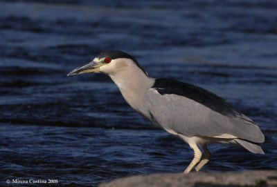 Night Heron (Nycticorax nycticorax)