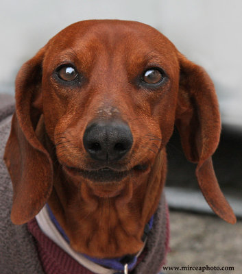 Leon (Dachshund).jpg