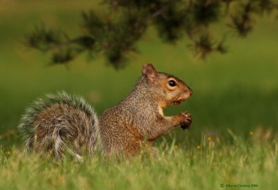 Eastern gray squirrel (Sciurus carolinensis)