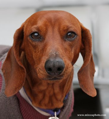 Dachshund-2.jpg