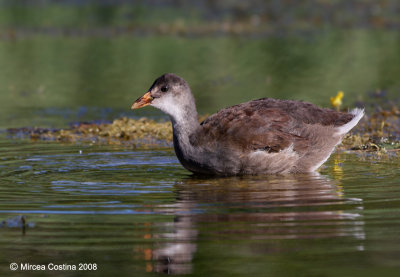 Common Moorhen (Gallinula chloropus)