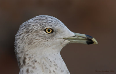 Ring-billed Gull(Larus delawarensis)