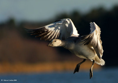 snow_goose_chen_caerulescens