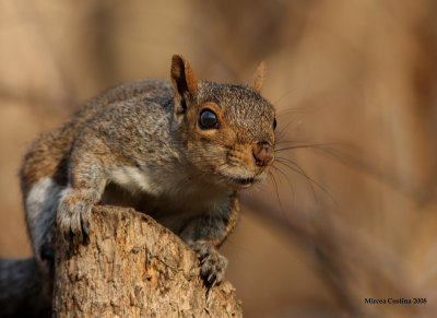 Eastern gray squirrel (Sciurus carolinensis)