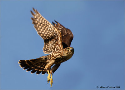 Merlin (Falco-columbarius)