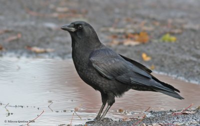 American Crow, Corneille d'Amrique (Corvus brachyrhynchos)