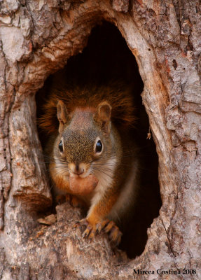 North American red squirrel (Tamiasciurus hudsonicus )