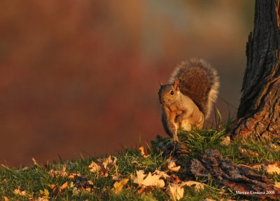 Sciurus carolinensis