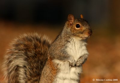 Sciurus carolinensis