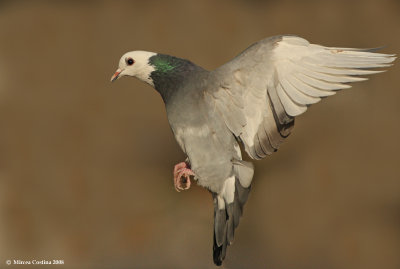 g1/41/763041/3/105961588.qRJijEDh.jpg