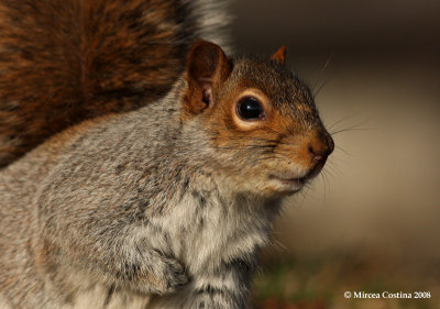 Eastern gray squirrel (Sciurus carolinensis)