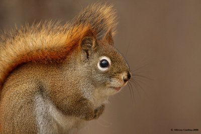 North American red squirrel (Tamiasciurus hudsonicus)