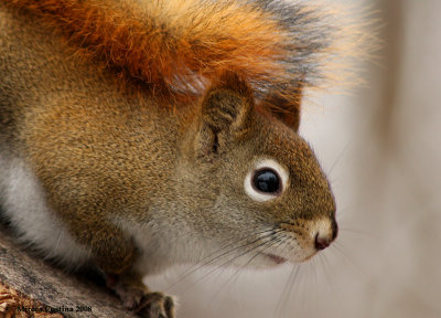 North American red squirrel (Tamiasciurus hudsonicus)