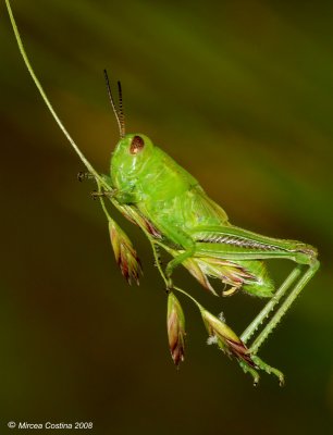 Grasshoper