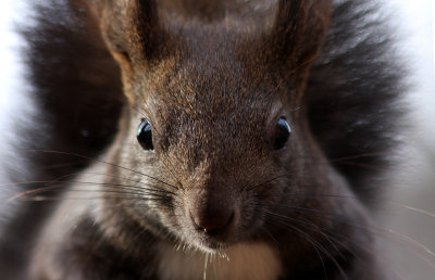 Eurasian red squirrel (Sciurus vulgaris)