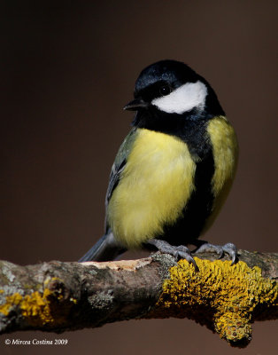 Great tit, Mésange charbonnière (Parus major)