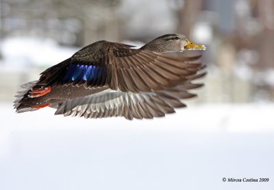 American-black-duck (Anas rubripes)