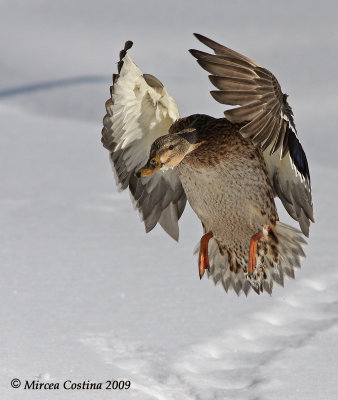 Mallard (Anas-platyrhynchos) female in flight