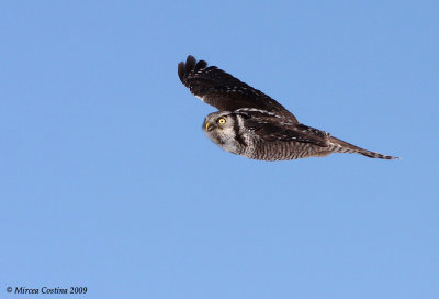 Northern Hawk Owl  (Surnia ulula)