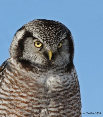 Northern Hawk Owl  (Surnia ulula)