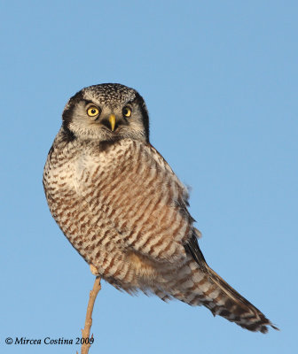 Northern Hawk Owl  (Surnia ulula)