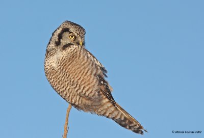 Northern Hawk Owl  (Surnia ulula)