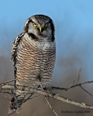 Northern Hawk Owl  (Surnia ulula)