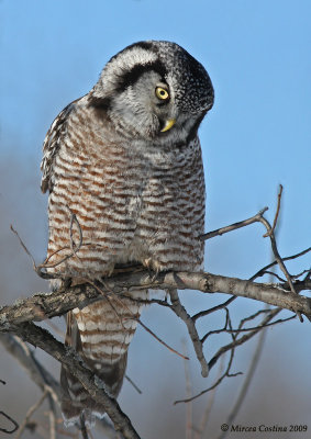 Northern Hawk Owl  (Surnia ulula)