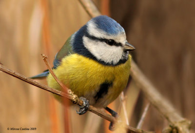 Blue Tit , Mésange bleue (Cyanistes caeruleus)