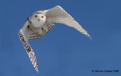 Snowy Owl (Bubo scandiacus)