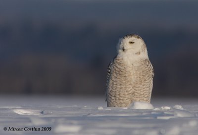 Snowy Owl (Bubo scandiacus)