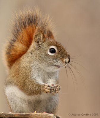 North American red squirrel (Tamiasciurus hudsonicus)