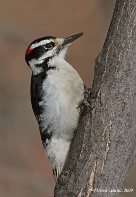 Hairy Woodpecker (Picoides villosus)