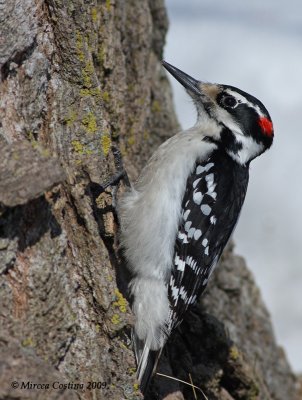 Hairy Woodpecker (Picoides villosus)