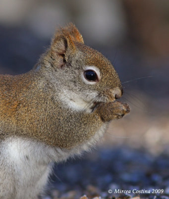 North American red squirrel (Tamiasciurus hudsonicus)