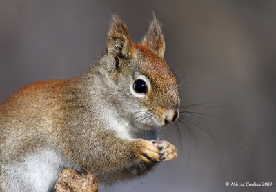 North American red squirrel (Tamiasciurus hudsonicus)