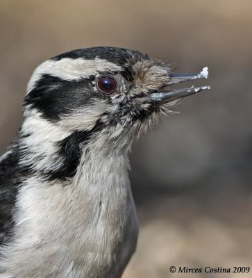 Downy woodpeckers (Picoides pubescens)