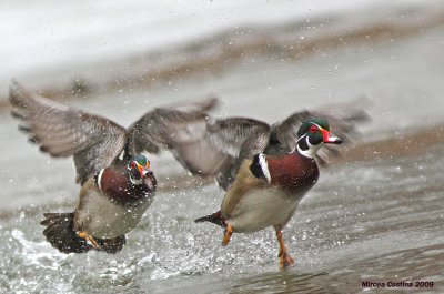 Wood-duck (Aix-sponsa)