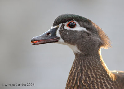 Wood-duck (Aix-sponsa)